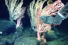 Oceánologové detailně zmapovali podmořskou horu Sur Ridge. Ukázali zranitelnost ekosystémů