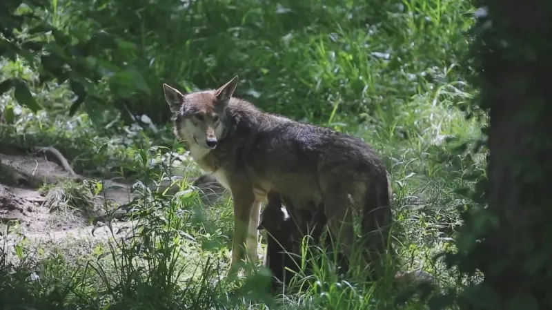 Vlci rudohnědí se pohybují na hranici vyhubení
