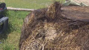 Balíky sena nejsou na hraní, zničením se tenčí zásoby krmiva na zimu