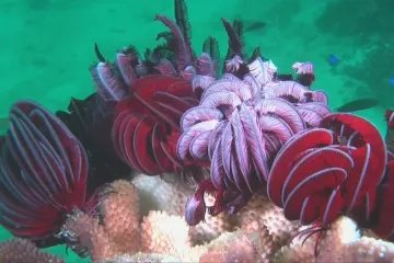 Vědci objevili korálový útes vyšší než Empire State Building