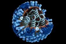 Viry chřipky a RSV mohou spolupracovat. Když vniknou do jedné buňky, spojí se v něco horšího