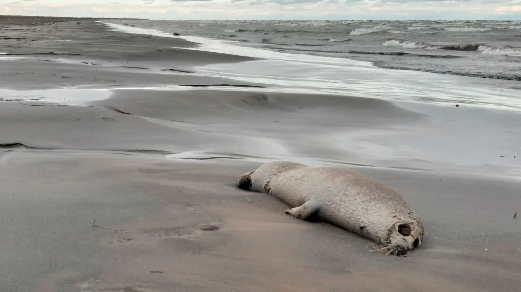 Mrtvý tuleň na břehu Kaspického moře