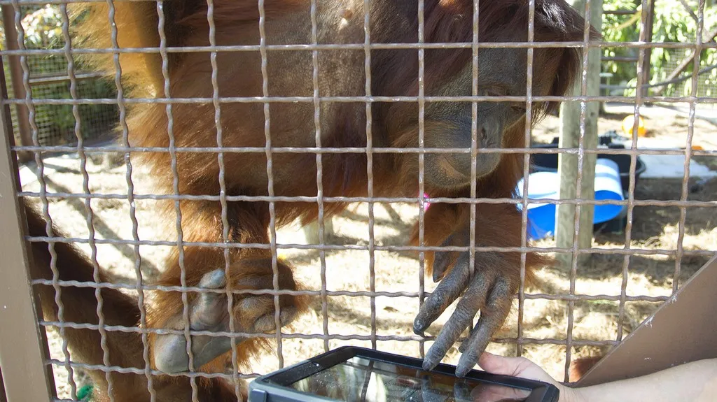 Orangutan s iPadem