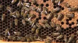Telefonát Blanky Kovandové o vyšším výskytu včelího moru