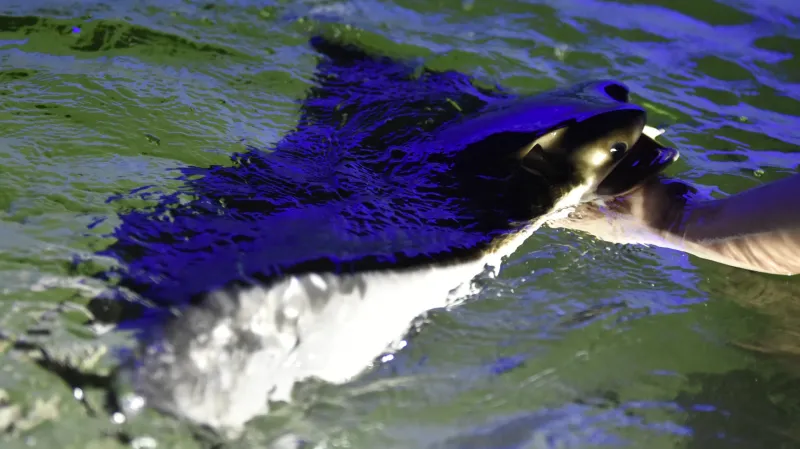 Rejnoci si pochutnají na chobotničkách