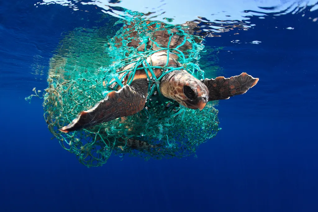 Vítěz kategorie Marine Conservation Photographer of the Year