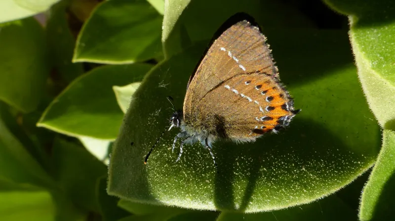 Ostruháček švestkový