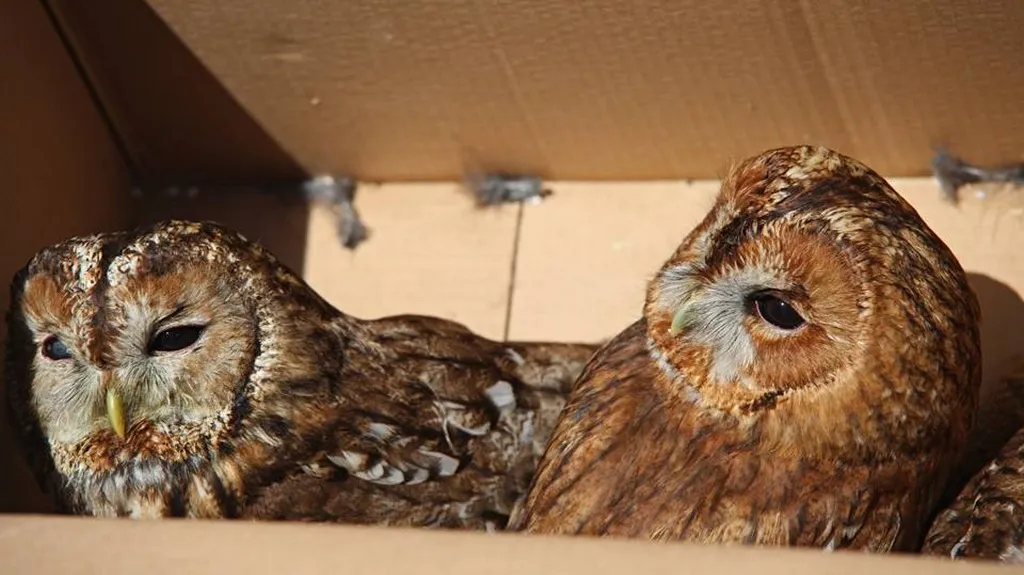 Vypouštění sov do voliér v Borových Ladách