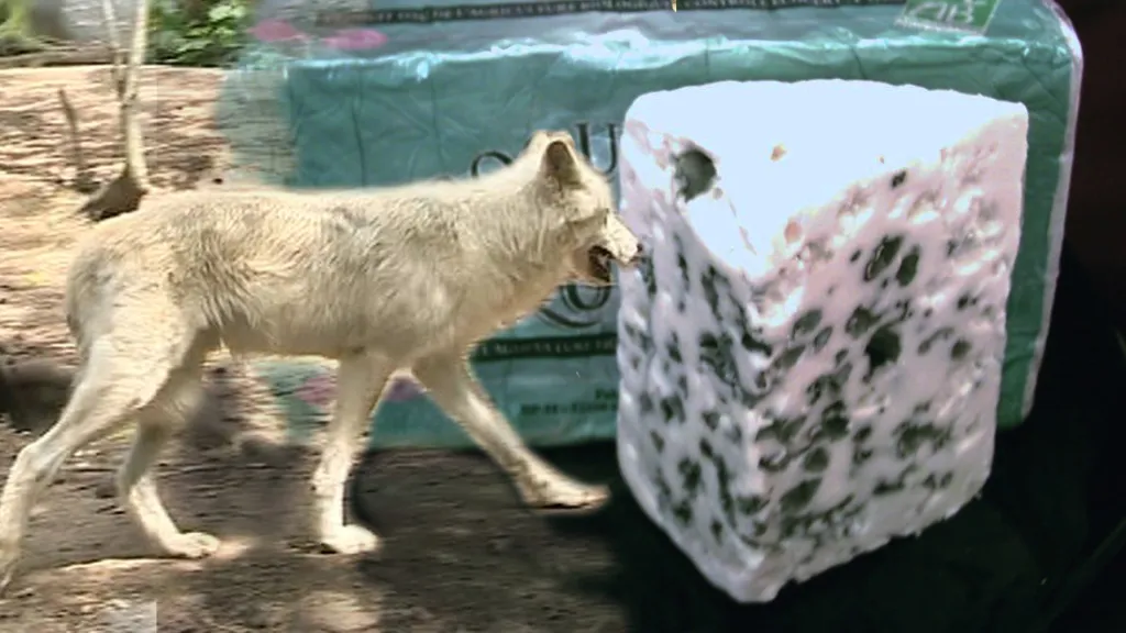 Vlci ohrožují produkci roquefortu