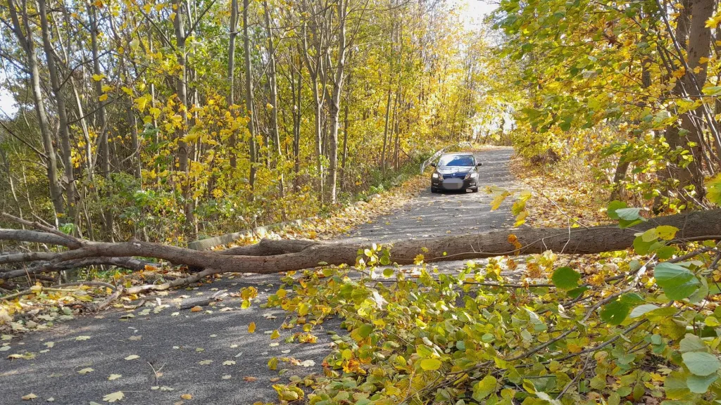 Spadlý strom na silnici (26. října 2025)