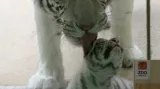 Mláďata bílých tygrů v Zoo Liberec