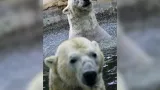 Lední medvědi z varšavské zoo dorazili v úterý večer do Zoo Praha
