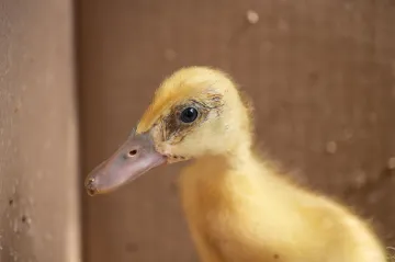 Na Nymbursku se potvrdilo další ohnisko ptačí chřipky