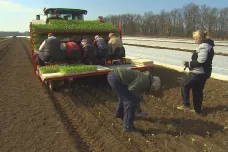Zemědělci na jihu Moravy už vysazují zeleninu. Potřebovali by ale vydatný déšť