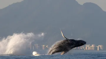 Brazilská populace keporkaků je na cestě k obnově