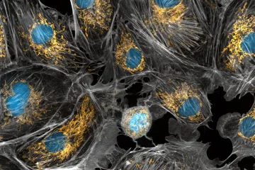 Rakovina zneužívá mitochondrie, popsali čeští vědci. Otevírá to ale dveře léčbě
