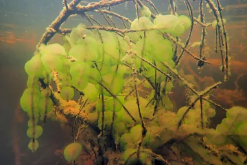 Biologové objevili v šumavském jezeře živoucí slizové útvary, které v Česku dosud nikdo neviděl