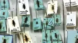 Entomologická sbírka