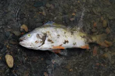 Kvůli úhynu ryb v Labi u Štětí hrozí papírnám milionová pokuta, rozhodne inspekce životního prostředí