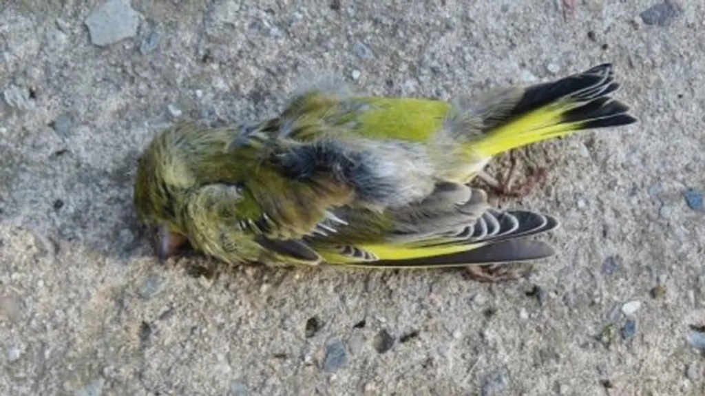 Uhynulý pták