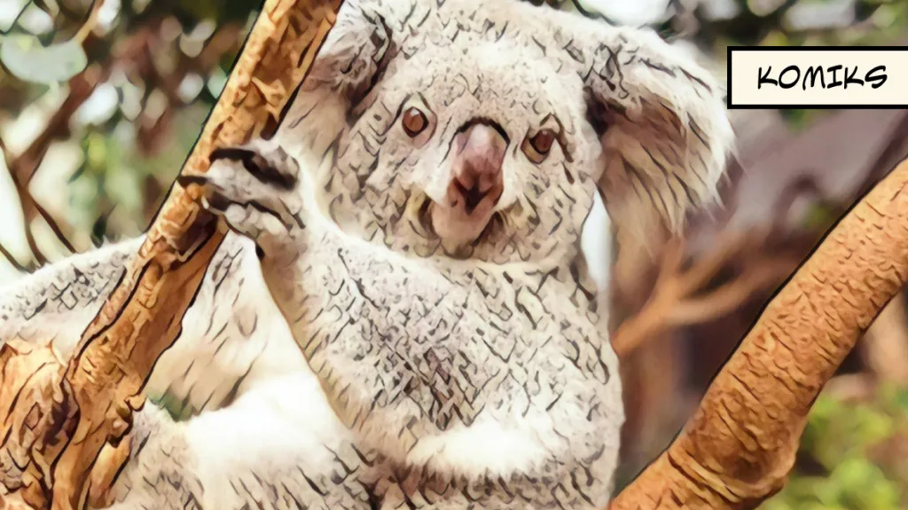 V Austrálii pomáhají se záchranou vymírající populace koalů drony s termovizí