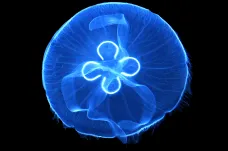 Ve Středomoří se přemnožily medúzy. Plavce trápí, vědě pomáhají