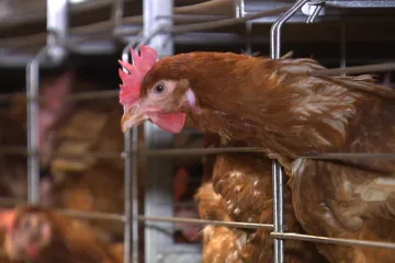 V Moravanech se ptačí chřipka nepotvrdila. Sto tisíc brojlerů není třeba utratit