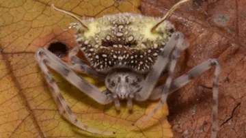 Pavouk Taczanowskia waska