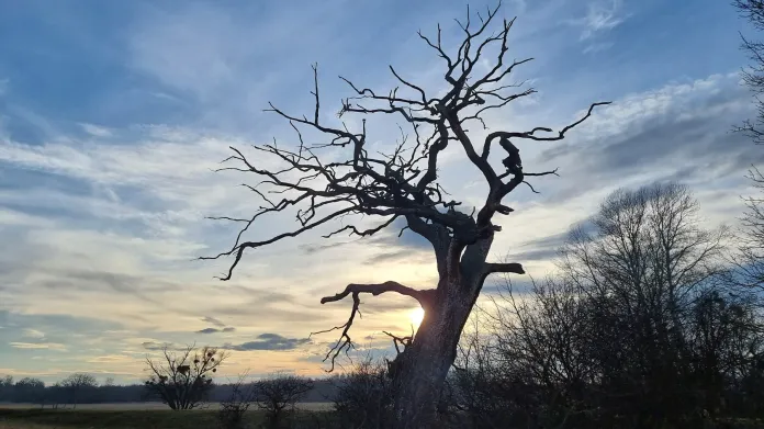Starý strom v oboře Soutok
