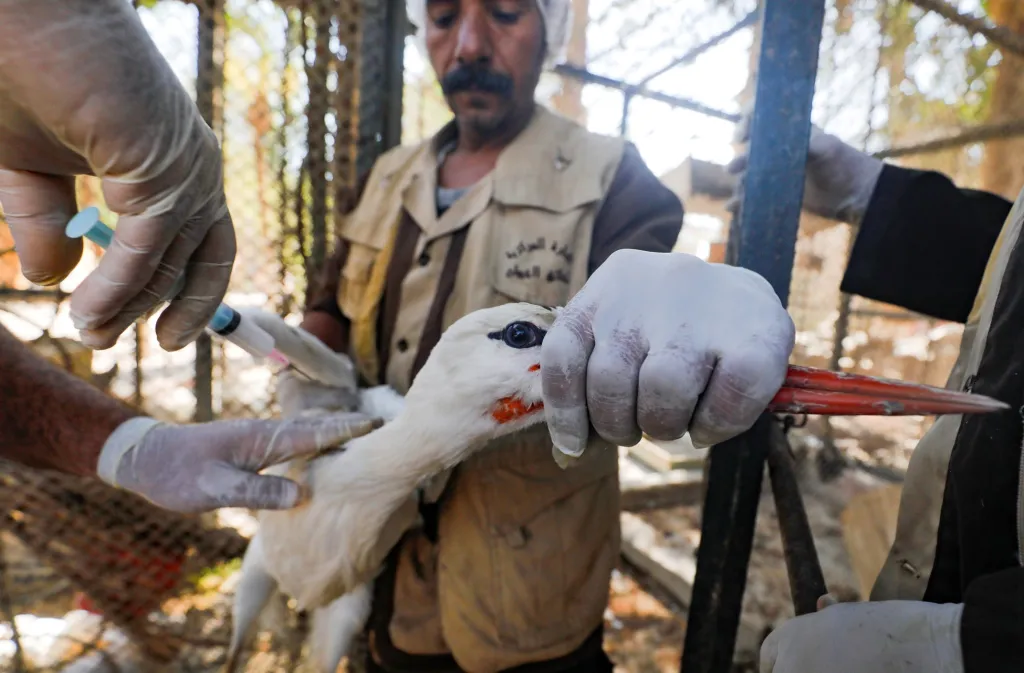 Pravidelná zdravotní péče o zvířata je nezbytná. Na snímku veterinář aplikuje čápovi vakcínu proti ptačí chřipce
