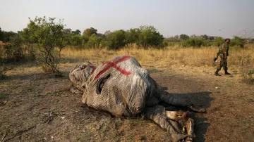 Zvířata zbavená klů objevila organizace Sloni bez hranic (EWB).