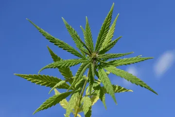 Učení Konopné církve není náboženství, registraci nezíská, potvrdil soud