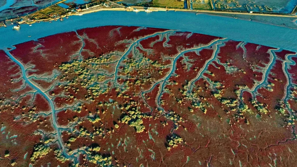Na podzim dochází u čínského města Pchan-ťin k výrazné změně vegetace. Porost se v oblasti místní přírodní rezervace zabarví do různých odstínů červené barvy. Letecký pohled na deltu řeky napovídá, že název „Červená pláž“ není náhodný