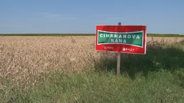 Jára Cimrman má vlastní odrůdu pšenice