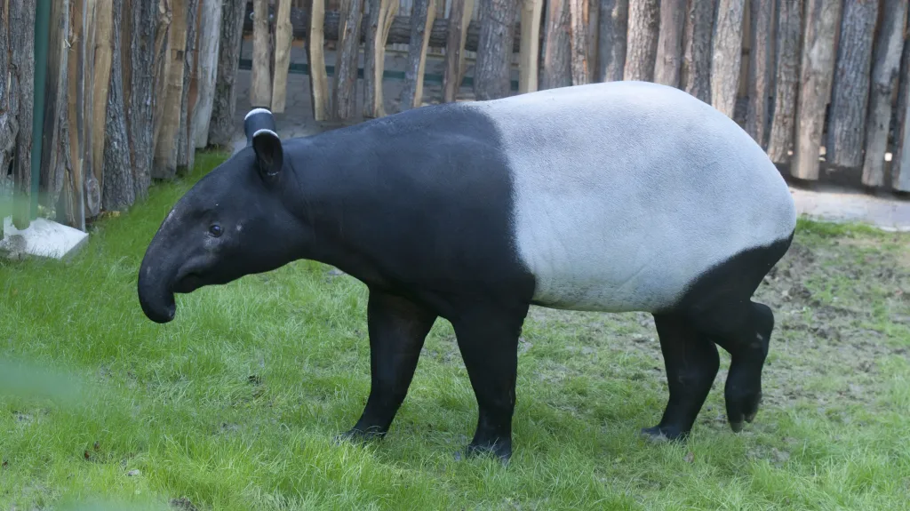 Tapíři čabrakoví jsou v přírodě velmi vzácní