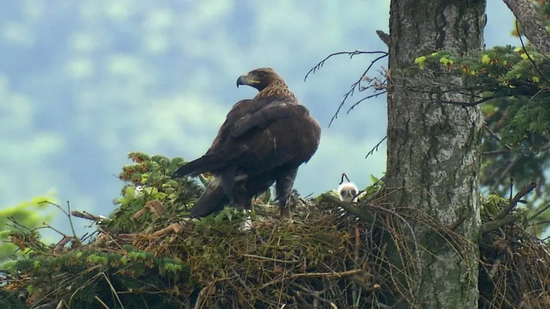 Orel skalní zahnízdil na Libavé