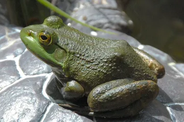 V brazilském pralese se objevil virus decimující obojživelníky. Rozšířil se zřejmě z žabích farem 