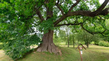 Vítěz ankety Strom roku 2024 – lukavický dub