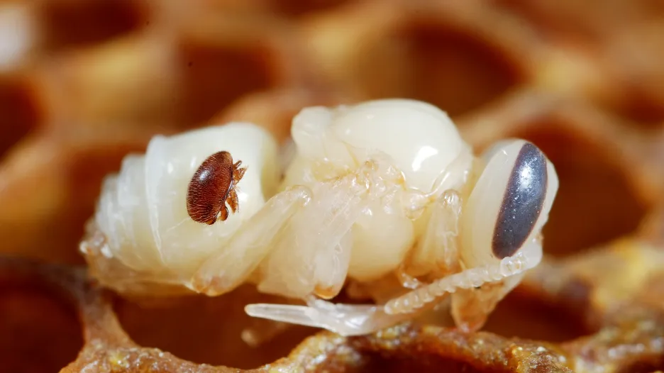 Kleštík včelí - příčina varroízy