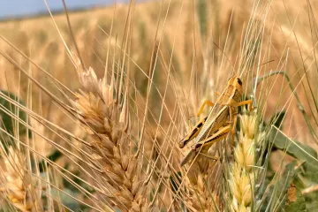 Roje kobylek trápí jih Ukrajiny, jejich řádění zhoršují důsledky války