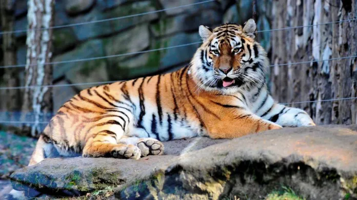 Tygřice Betty v olomoucké zoo