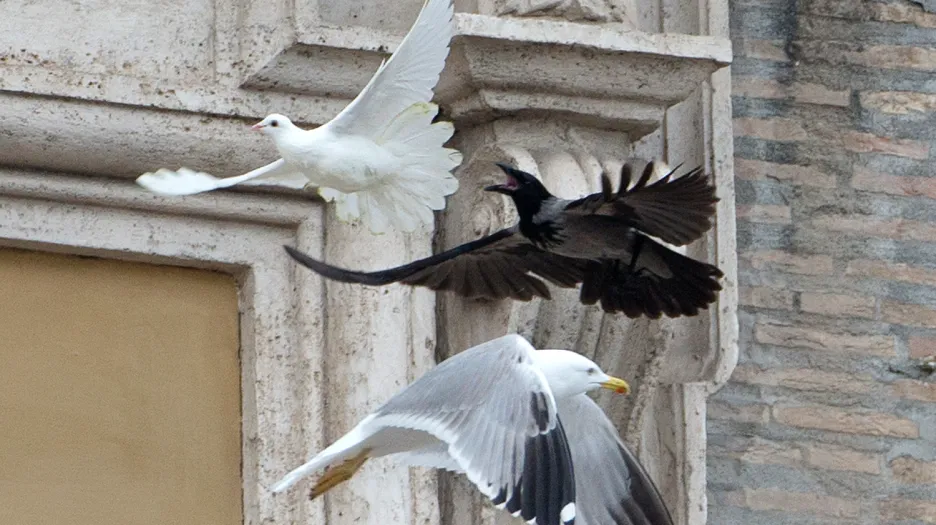 Vypuštěné holubice napadli racek a vrána