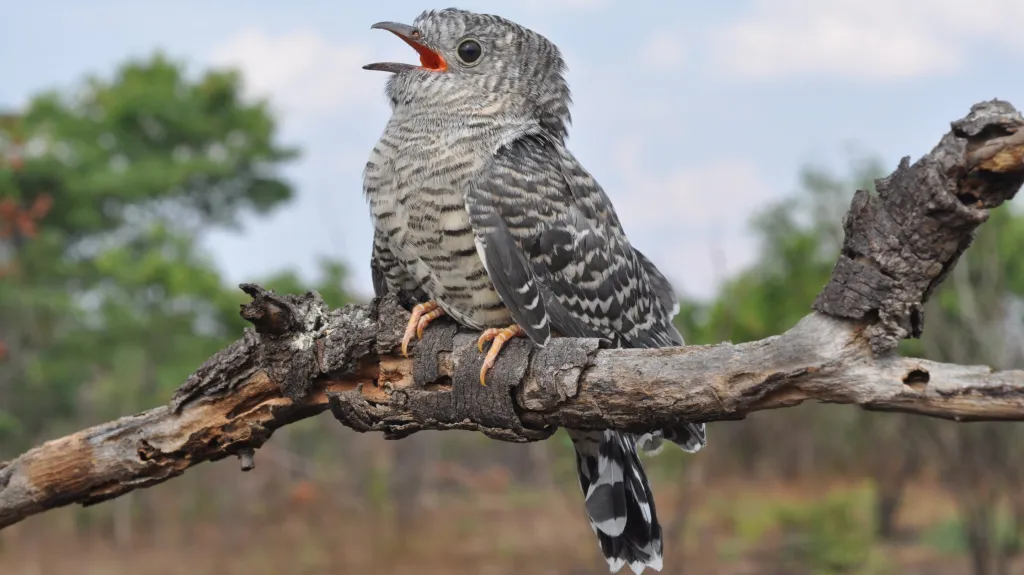 Mládě kukačky africké