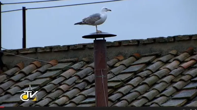 Racek na komíně Sixtinské kaple