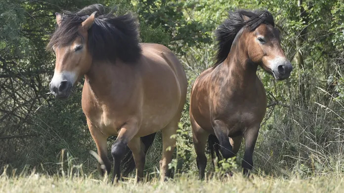Divocí koně v Podyjí pomohou se spásáním náletů