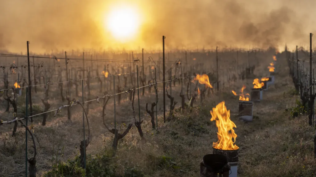 V dubnu 2021 museli ve Francii zahřívat vinohrady