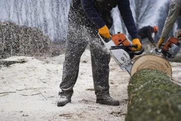 Vlastnictví lesa: Kromě peněz za dřevo také spousta povinností