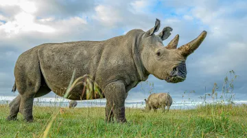 Samice nosorožce bílého severního Fatu se pase na louce ve výběhu rezervace Ol Pejeta, v pozadí Nájin a nosorožec bílý jižní Tauwo.