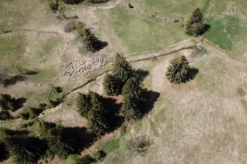 Pastevci vyhánějí ovce ven s měsíčním zpožděním. Trávy je ale stále málo