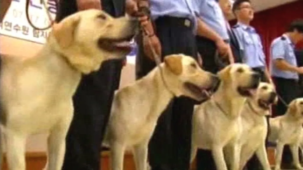 První naklonovaní služební psi